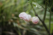 Zartrosa Rosen von Petra Dreiling-Schewe