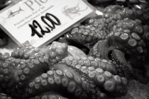 Octopus by Annik Susemihl