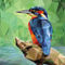 Kingfisher-low-poly