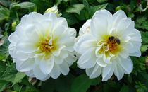 Biene auf weißen Dahlien by kattobello