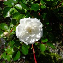 Weiße Rose 1 von kattobello
