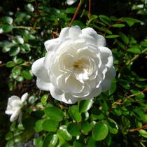 Weiße Rose 2 by kattobello