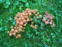 viele kleine Pilze auf dem Rasen by assy