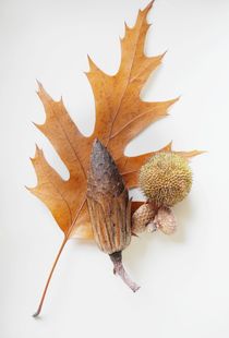 Herbstensemble  von Renate Grobelny