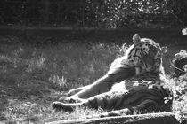 Tiger bei der Fellpflege von mel-bai
