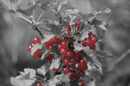 Berries-1