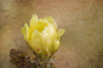 Yellow Cactus Flower von Elisabeth  Lucas