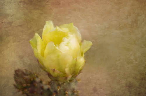 Yellow-cactus-flower