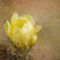 Yellow-cactus-flower
