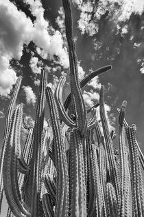 Tall Cactus by Elisabeth  Lucas