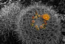 Orange Barrel Cactus Flowers by Elisabeth  Lucas
