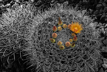 Orange-barrel-cactus-flowers