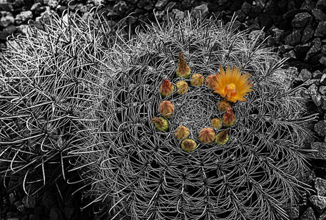 Orange-barrel-cactus-flowers
