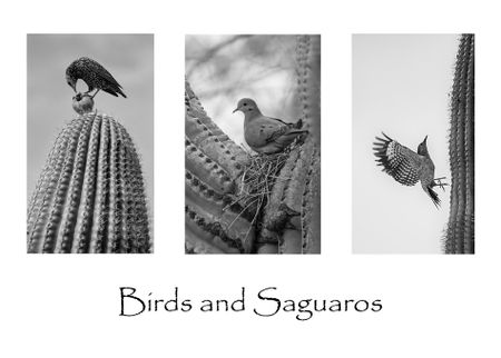 Birds-and-saguaros-2