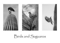 Birds and Saguaros 2 by Elisabeth  Lucas