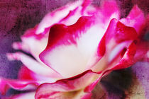 Farbenfrohe Rose by Nicc Koch