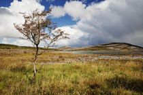 Lonely tree/Einsamer Baum im Burren by Thomas Lotze