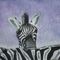 'Zebra schwarz weiß wildtiere' by Uschi Stoffels