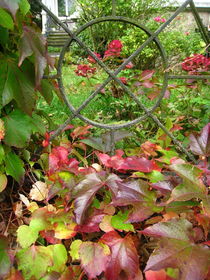 Garten im Herbst mit bunten Weinblättern von assy