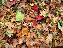 buntes Herbstlaub in allen Farben by assy