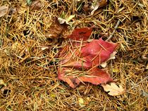 Herbst, Blätter und Nadeln fallen ab von assy