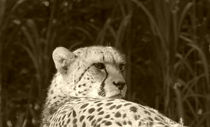 Gepard by maja-310