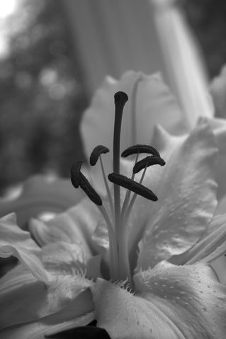 Lily-in-bw