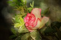Zarte Rose by Claudia Evans