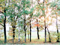 Autumn trees by Andrei Grigorev