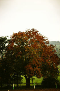 Herbstbaum  by Bastian  Kienitz