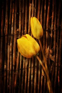 Gelbe Tulpen von Claudia Evans