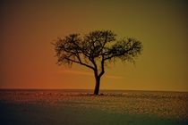 Einsamer Baum by Claudia Evans