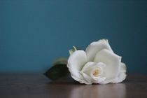 Beauty of the rose von Helen Parker
