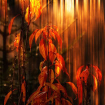 Herbstfeuer - autumn fire von Chris Berger