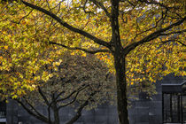 Goldener Oktober schmückt die Bäume von Petra Dreiling-Schewe