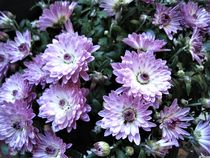 lila Mini-Chrysantheme von assy