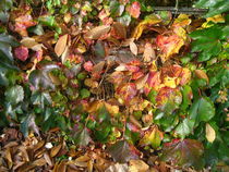 Herbstblätter in allen Herbstfarben von assy