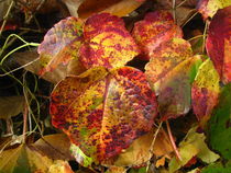 goldbraune Weinblätter im Herbst  von assy