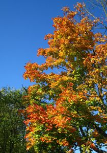 goldener Oktober mit blauem Himmel ! von assy