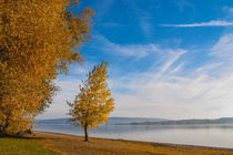 Sonniger Herbsttag auf der Halbinsel Mettnau bei Radolfzell - Bodensee by Christine Horn