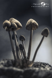 Pilze bei Nacht2 von Jens Heynold
