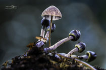 Pilze bei Nacht1 von Jens Heynold