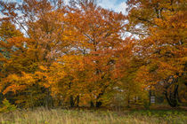Herbst auf der Nordhelle by Simone Rein