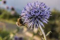 Biene auf Blume von Mathias Karner
