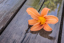 Orange Lilie auf nassem Holz by Mathias Karner