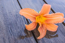 Orange Lilie auf nassem Holz by Mathias Karner