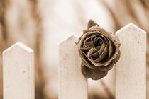 Rose in sepia by Nadine Gutmann