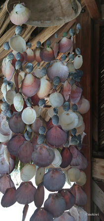 sea shells by mokiwi