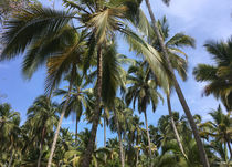 palms von mokiwi
