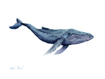 Blue whale, watercolor illustration von Ellen Paul watercolor
